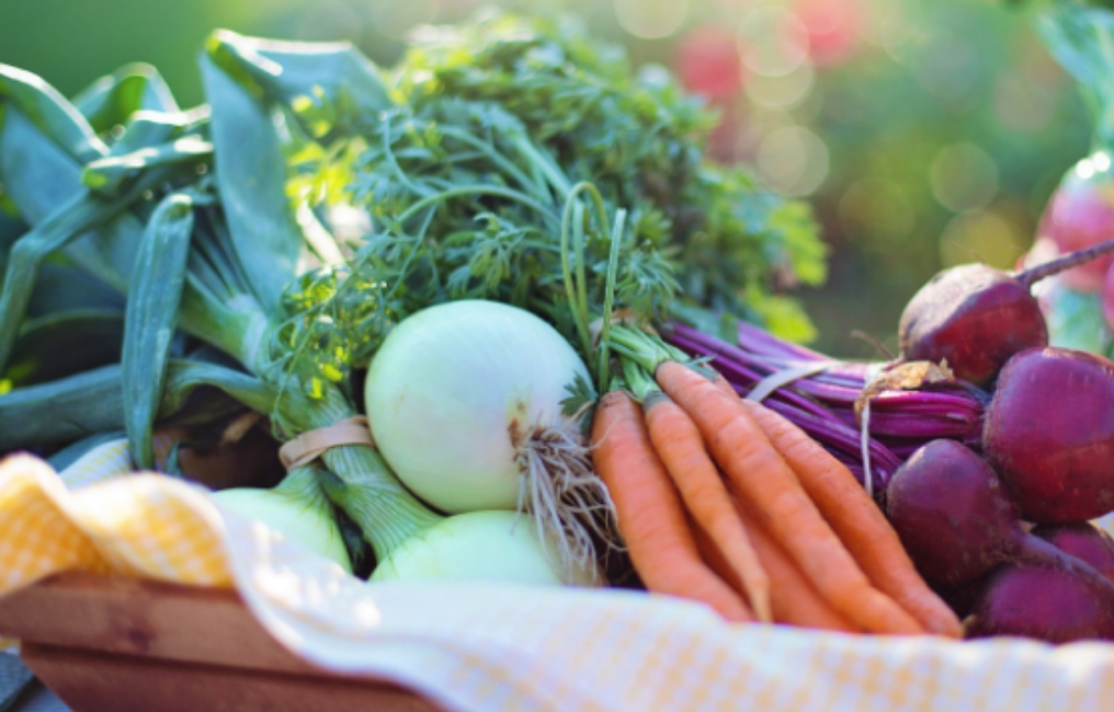 CSR02 玉ねぎやカブなど新鮮な野菜