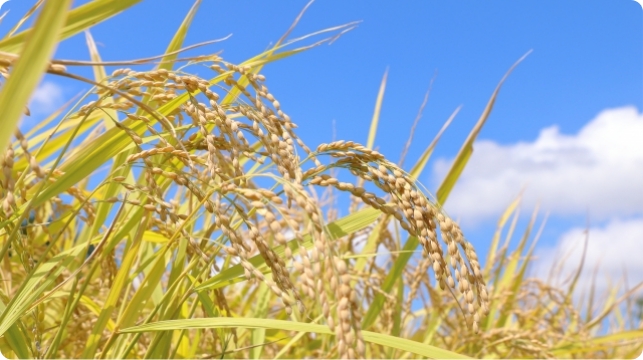 田んぼで育つ米の稲